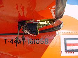bird vs 180mph viper-3.jpg