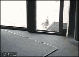 Name:  tTRVY.gif
Views: 29
Size:  1.99 MB