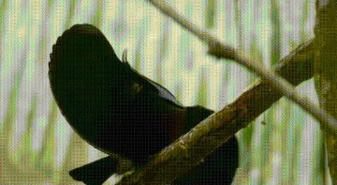 Name:  RxuLYBC.gif
Views: 40
Size:  4.02 MB