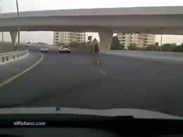 Name:  gf4F75r.gif
Views: 90
Size:  1.30 MB