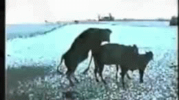 Name:  9lSxLX6.gif
Views: 35
Size:  1.19 MB
