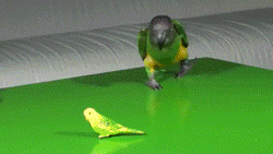 Name:  Y1zCkQC.gif
Views: 28
Size:  1.75 MB