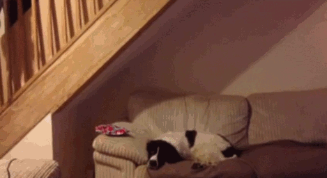 Name:  dzCn5Dp.gif
Views: 59
Size:  9.00 MB