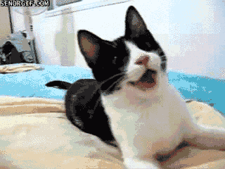 Name:  duJfA.gif
Views: 16
Size:  1.85 MB