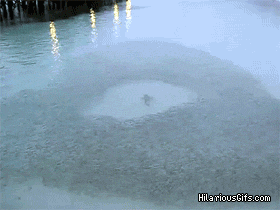 Name:  jI4ty.gif
Views: 25
Size:  1.91 MB