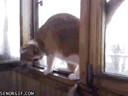 Name:  JsT4a.gif
Views: 14
Size:  1.99 MB