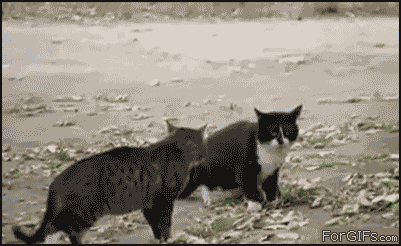 Name:  iQhK4.gif
Views: 53
Size:  1.99 MB