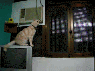 Name:  gyCkg.gif
Views: 15
Size:  1.73 MB