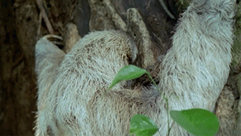 Name:  kKYjN6Q.gif
Views: 21
Size:  7.50 MB