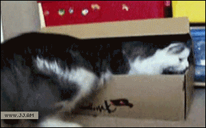 Name:  OsgYPxE.gif
Views: 50
Size:  2.00 MB