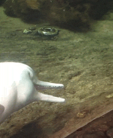 Name:  vMc1z0h.gif
Views: 27
Size:  2.71 MB