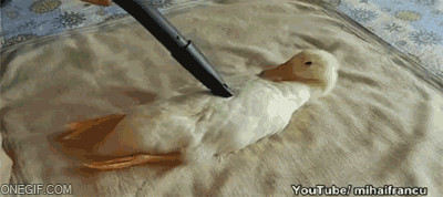 Name:  wGQRunP.gif
Views: 91
Size:  1.94 MB