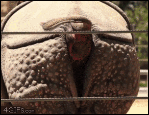 Name:  uY0c6O8.gif
Views: 91
Size:  2.00 MB