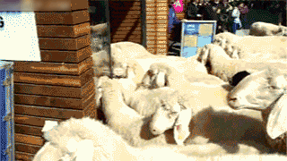 Name:  vDhnm.gif
Views: 146
Size:  1.77 MB