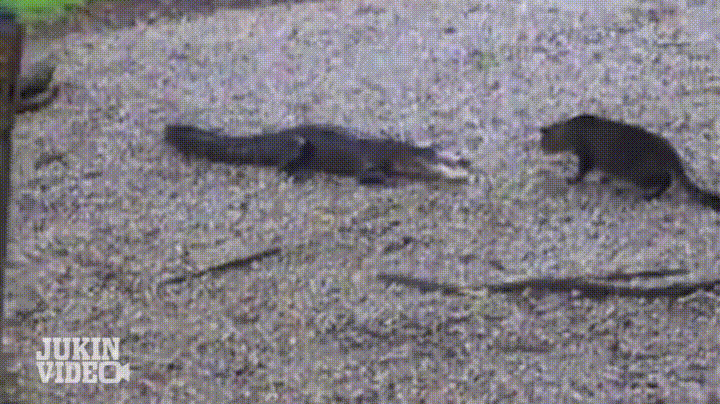 Name:  I19o81H.gif
Views: 73
Size:  18.75 MB