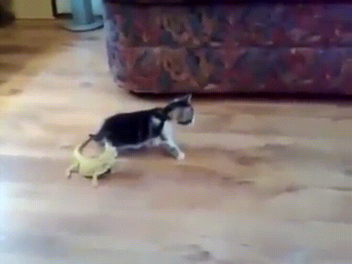 Name:  LeHs0Gl.gif
Views: 35
Size:  17.96 MB