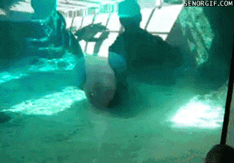 Name:  YHUxY.gif
Views: 37
Size:  1.91 MB
