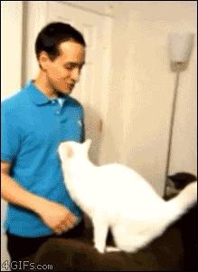 Name:  pLeaD.gif
Views: 28
Size:  998.2 KB