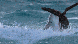 Name:  ARitW.gif
Views: 24
Size:  2.09 MB