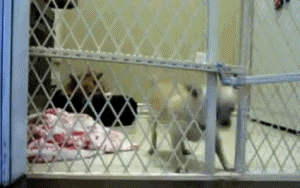 Name:  tVPLk.gif
Views: 23
Size:  4.30 MB