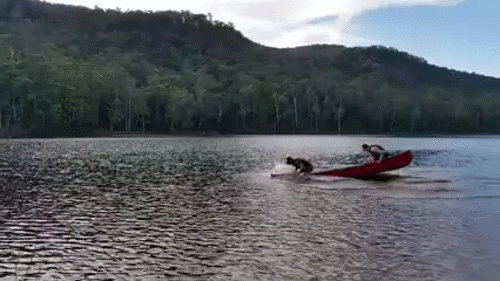 Name:  IQZvnBP.gif
Views: 71
Size:  18.42 MB