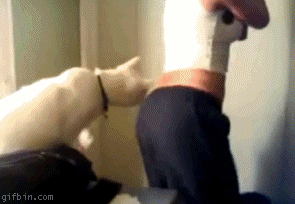 Name:  02haUr9.gif
Views: 282
Size:  1.57 MB