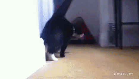 Name:  7wCat.gif
Views: 42
Size:  1.02 MB