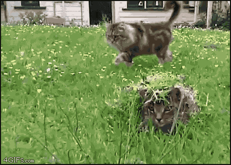 Name:  LbFZC.gif
Views: 62
Size:  1.99 MB