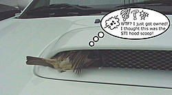 I hate birds!-bird_owned.jpg