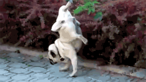 Name:  QX2ww.gif
Views: 24
Size:  945.9 KB