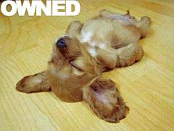 I just hit a dog with my car-12373192_l-copy.jpg