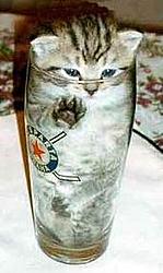Happy Holidays, Please use moderation-randomcat.jpg