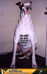 Happy Holidays, Please use moderation-big-doggie-testing.jpg