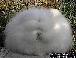 Happy Holidays, Please use moderation-cottonball.jpg