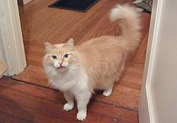 Hitting animals!!!-milo.jpg