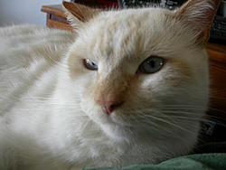 Hitting animals!!!-pumpkin.jpg