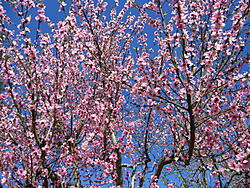 Spring Cherry Blossoms (pics)-img_0954.jpg