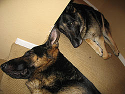 Post your K-9's pic-gsd.jpg