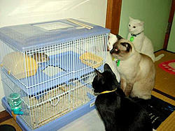 Cats...-cats_mouse.jpg