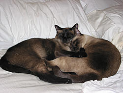 Cats...-img_0372.jpg