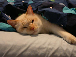 Cats...-naptime.jpg