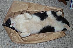 Cats...-ozzy.jpg
