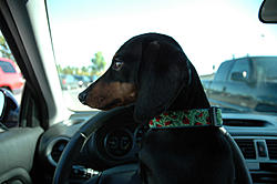 Post your K-9's pic-dsc_5429-edit.jpg