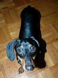 Post your K-9's pic-dsc_5795-edit.jpg