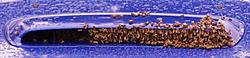 That'll block the intercooler-bees-scoop.jpg