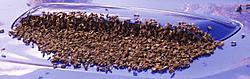 That'll block the intercooler-bees-pic00004.jpg
