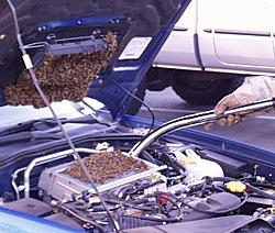 That'll block the intercooler-bees-pic00016.jpg