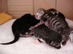 Free Scooby cats-gather.jpg