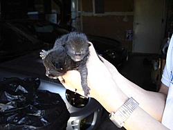 Free Scooby cats-fatblack1.jpg