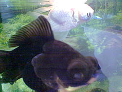 Check out these two bugeyes!-goldfish1.jpg
